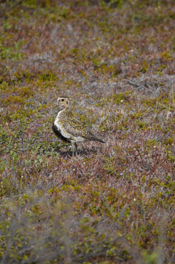 L&L BnB - Stay'in Árbakki Arskogssandur Esterno foto